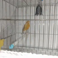 قناری تک نر بخون ، قیمت توافقی