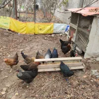 مرغ بلک استار