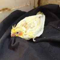 جوجه لتیونو ۲۰ روزه