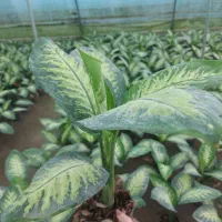 گل دیفن باخیا فقط 200هزار