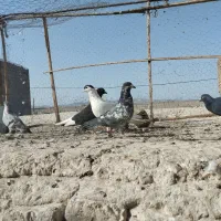 نر۸|پرنده|خاش, |دیوار