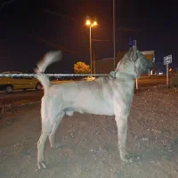 توله سگ سرابی