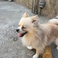 سگ پامر نر