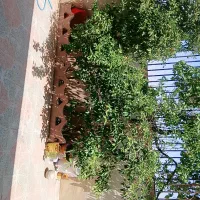 منزل مبله، خانه مسافر|اجارهٔ کوتاهمدت آپارتمان و سوئیت|شیراز, شهرک مهدیآباد|دیوار