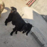 بز یا همون کهره نر