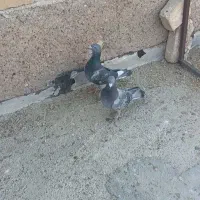 کفتر هوایی زرنگ|پرنده|شیراز, فاضل|دیوار