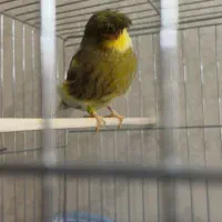 قناری گلستر نر وماده ماده