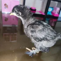 جوجه دورگ