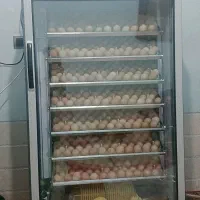 دستگاه جوجه کشی تمام اتو ماتیک