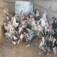 مرغ و خروس گلین لری پنگئنی ریشو ۴۰ تاج