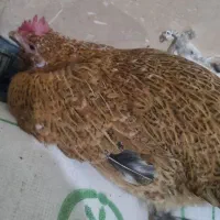 مرغ کرک