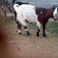 گوسفند نژاد دار