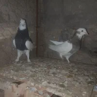 کبوتر|پرنده|بم, |دیوار