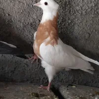 الکی