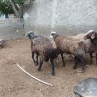 قوچ افشاری باب گله