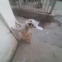 فروش یه عدد سگ خونگی فهمیده