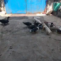 12عدد اردک اسرائیلی