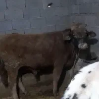 گوساله نر ۶ عدد ماده ۲ عدد