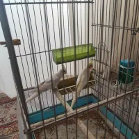 عروس هلندی مولد