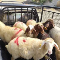 پروار کوهستان گوسفند ٪زنده جهت قربانی کردن