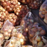 پیاز درجه یک فقط کیلو ۱۲۰۰۰ تومان درب منزل