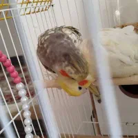 عروس هلندی نرو ماده جفت