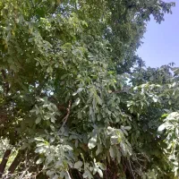 فروش محصول گردو روی درخت