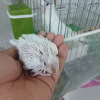 جوجه عروس هلندی آلبینو