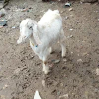 بزغاله نر|حیوانات مزرعه|شیروان (لرستان), |دیوار