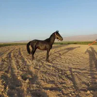 کره نریون ترکمن 20 ماهه
