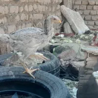 جوجه لاری|حیوانات مزرعه|تربتحیدریه, حسنی بالا|دیوار