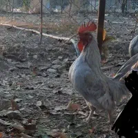 مرغ و خروس زینتی|حیوانات مزرعه|سنقر, |دیوار