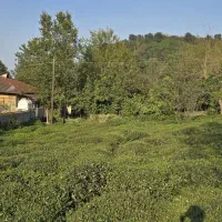 فروش فوری زمین ۲۵۰ متری