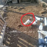 تعدادی طوقی