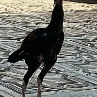 مرغ و خروس