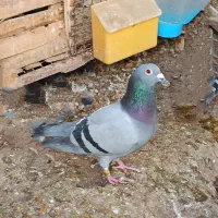 کبوتر دشتستان|پرنده|شبانکاره, |دیوار