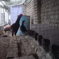 مرغ و خروس لاری اصل|حیوانات مزرعه|گمیشان, |دیوار