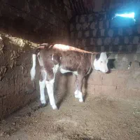 گاو گوساله اول شکم