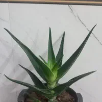 گل طبیعی|گل و گیاه طبیعی|موچش, |دیوار