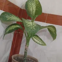 گل و گیاه طبیعی