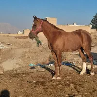 دو اسب مادیان دره شوری زات دار