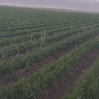 استخدام آشپز