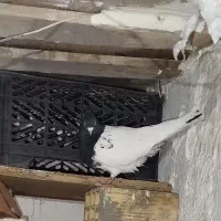 کبوتر
