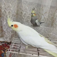 عروس هلندی دستی|پرنده|مشهد, وحید|دیوار