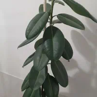 فیکوس بزرگ|گل مصنوعی|مشهد, آزادشهر|دیوار