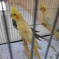 عروس هلندی کشیده اهلی