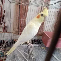 عروس هلندی لوتینو ماده|پرنده|ملایر, |دیوار