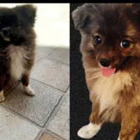 سلام فروش سگ ازنژادپامیر