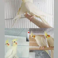 فروش جفت های عروس هلندی|پرنده|جهرم, |دیوار