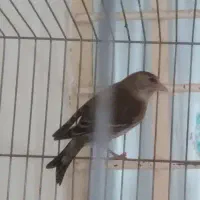 دو عدد سهره قناری یکی نقره ایی یکی چانه سفید ابغ